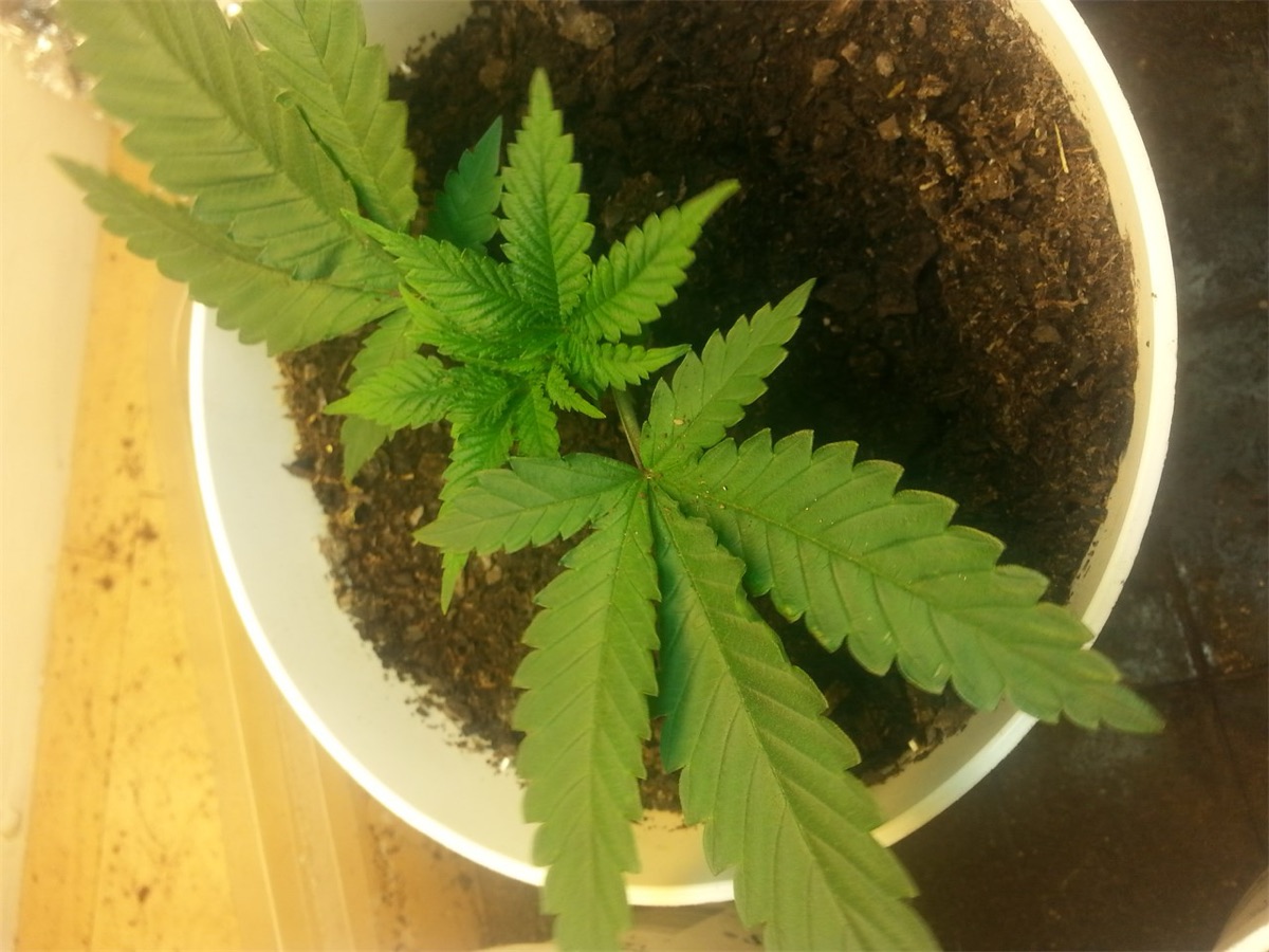 Photo of Hawaiian
