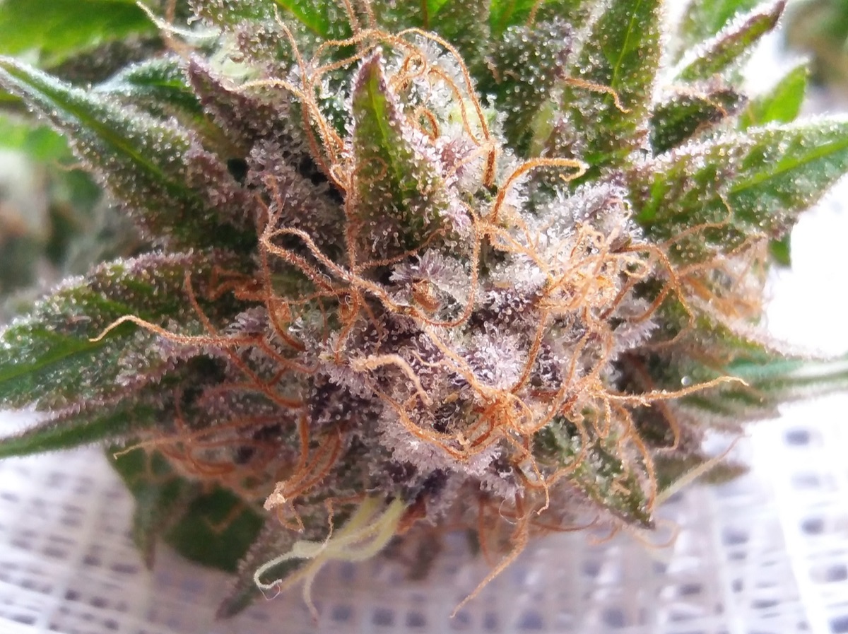 Photo of Haze Berry