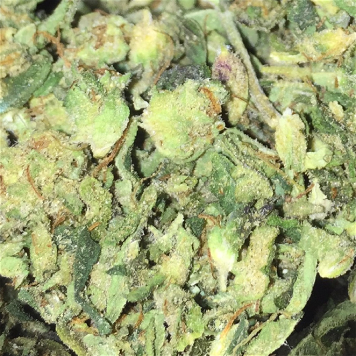 Photo of Herijuana