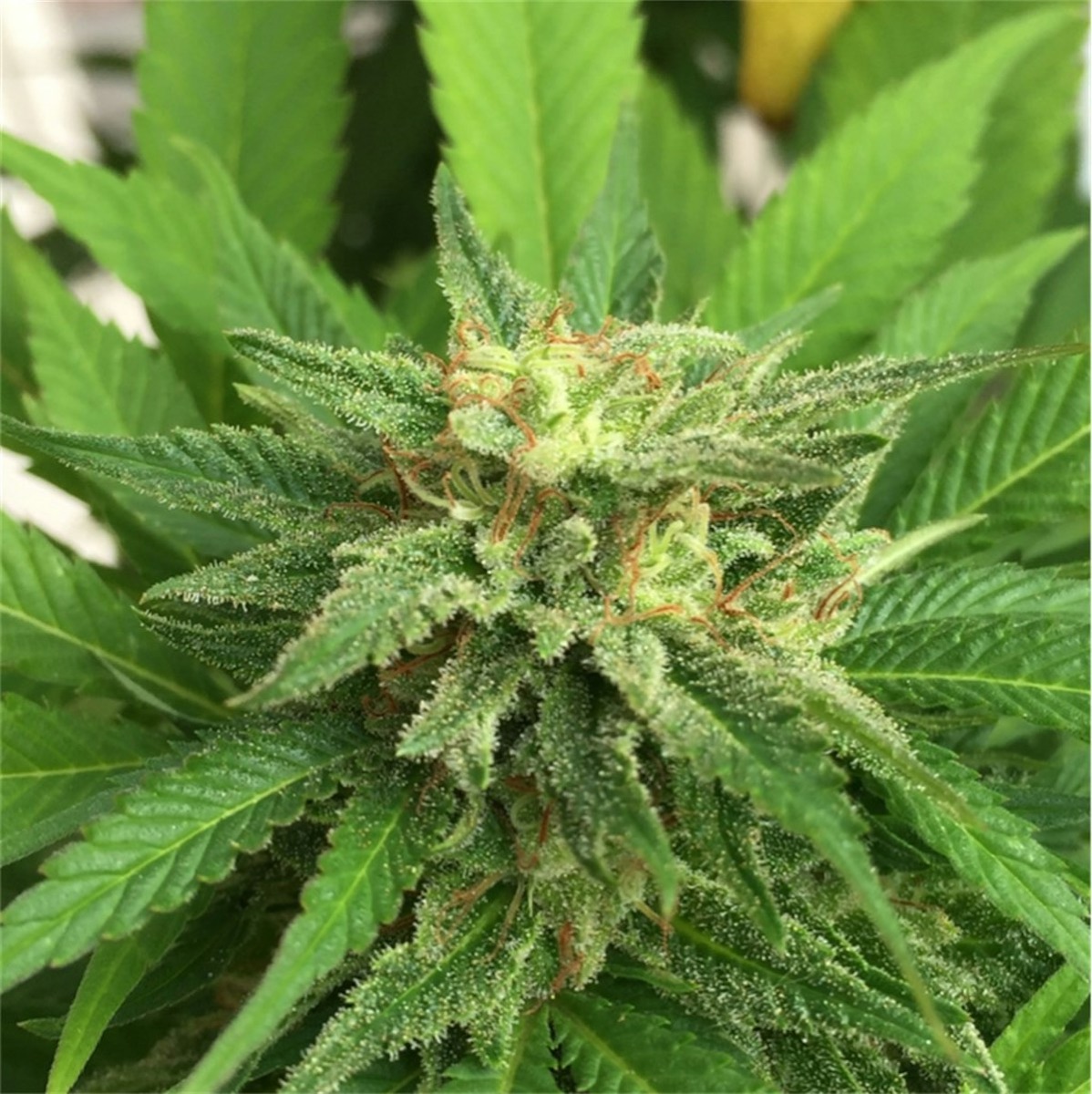 Photo of Holland’s Hope Regular Seeds by White Label