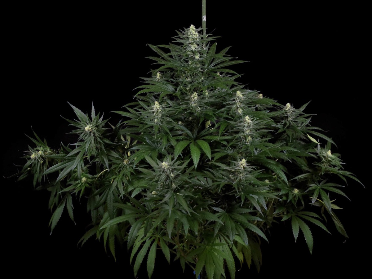 Photo of Honey Melon Kush