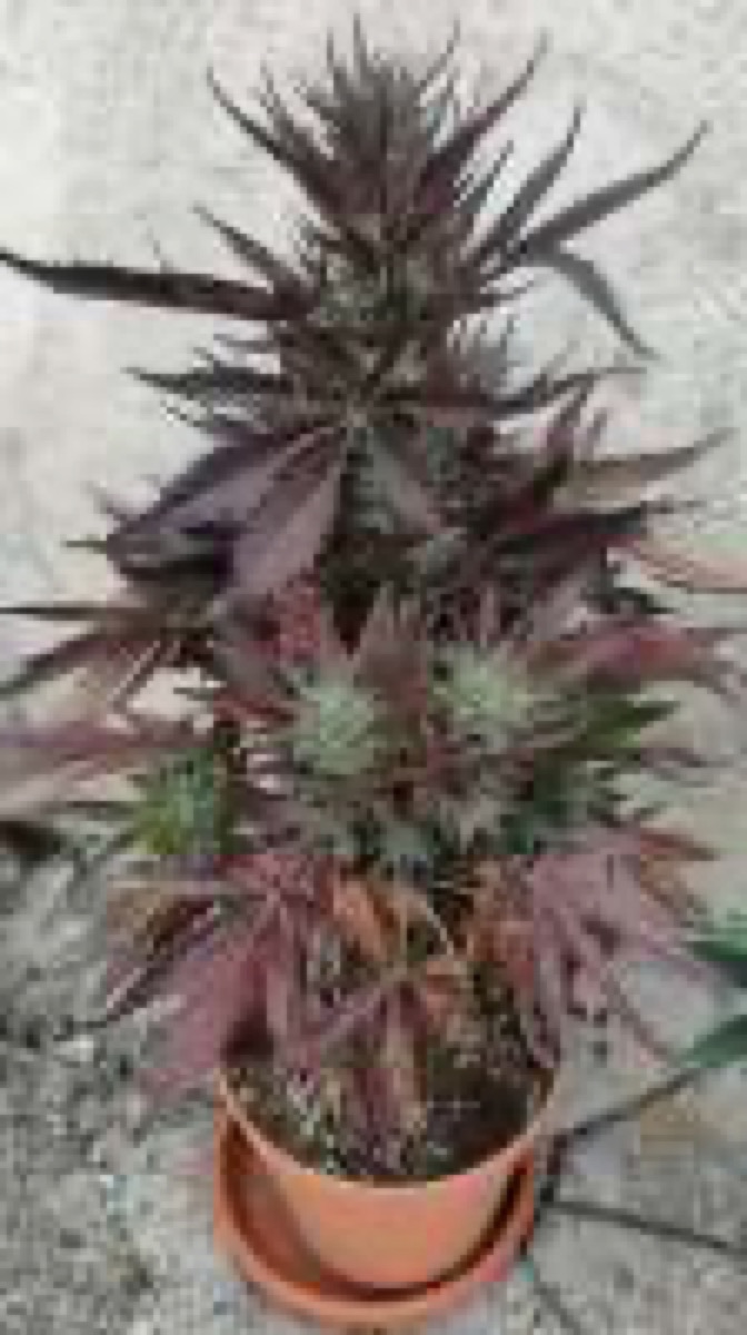 Photo of HulkBerry Auto
