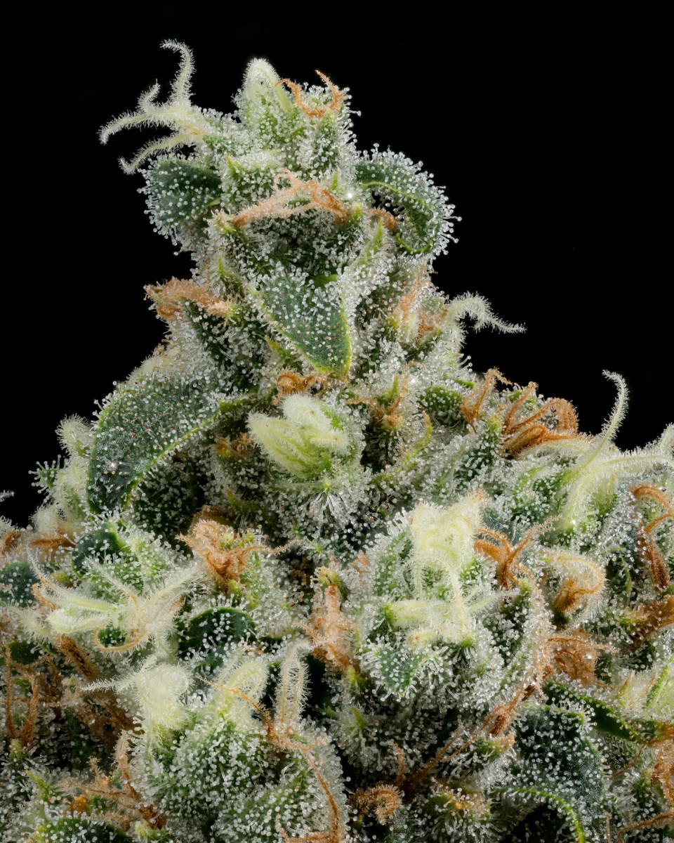 Photo of Jack Flash