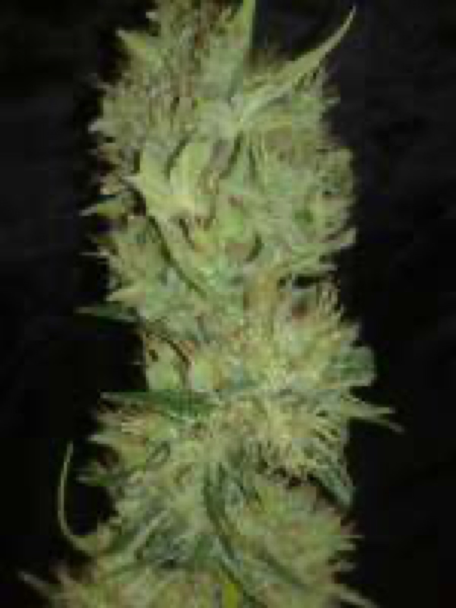 Photo of Jack Herer® Regular Seeds by White Label