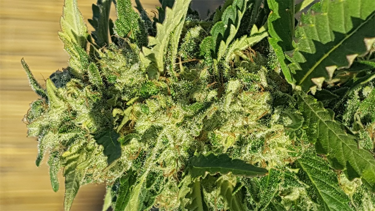 Photo of Jack Herer®