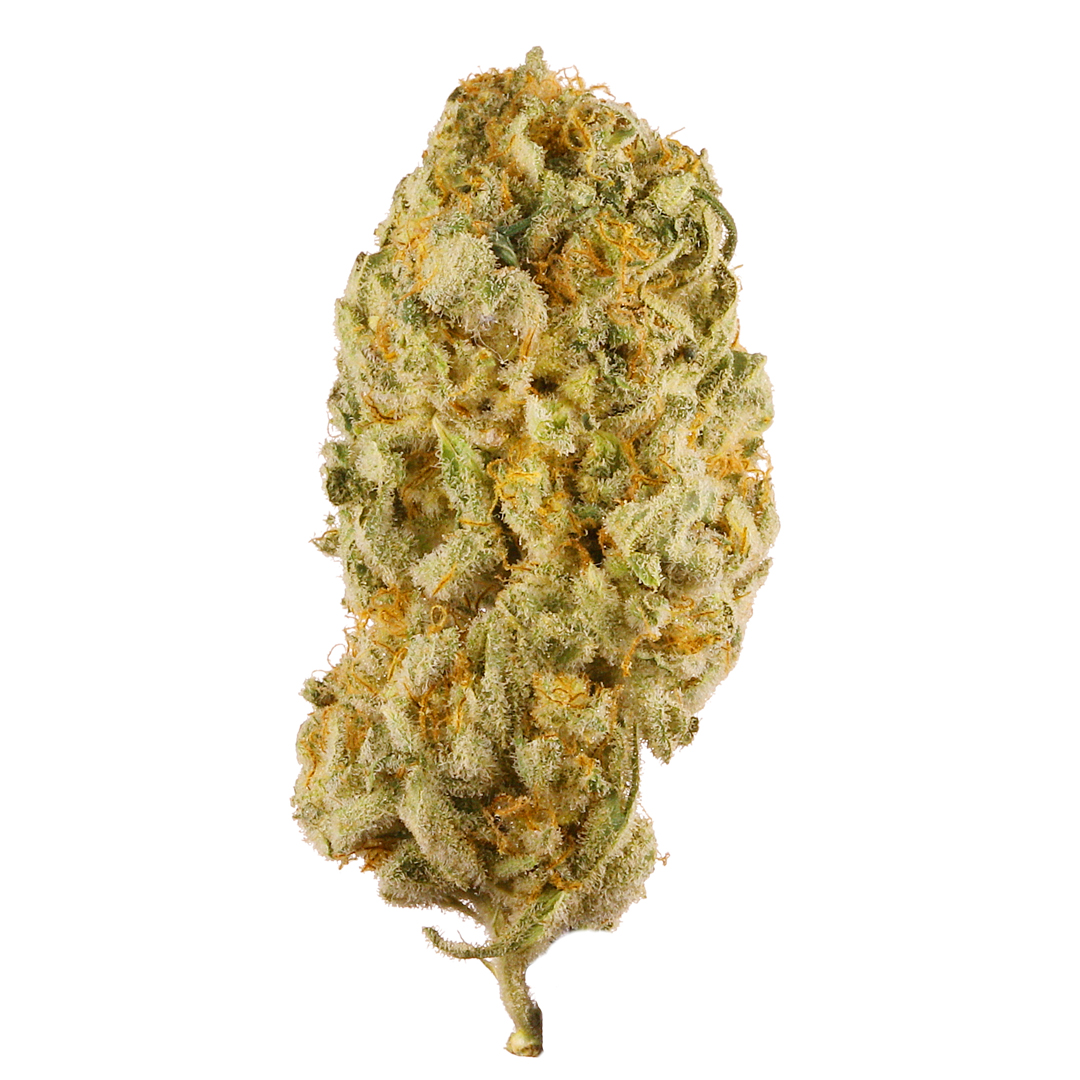 Photo of Jack Herer