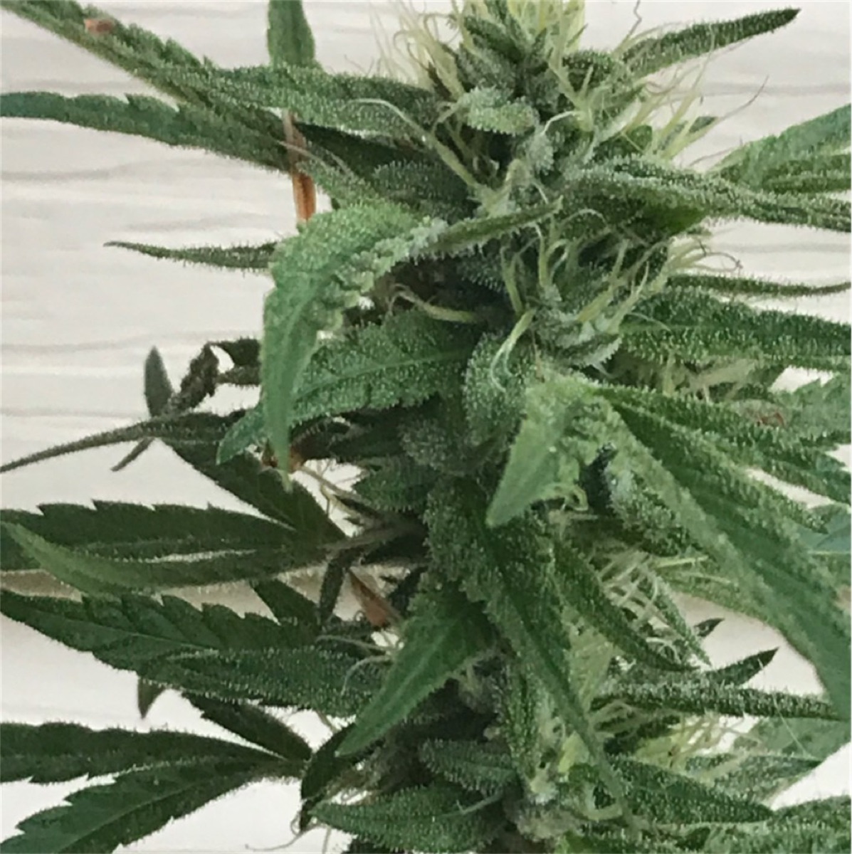 Photo of Jack the Ripper