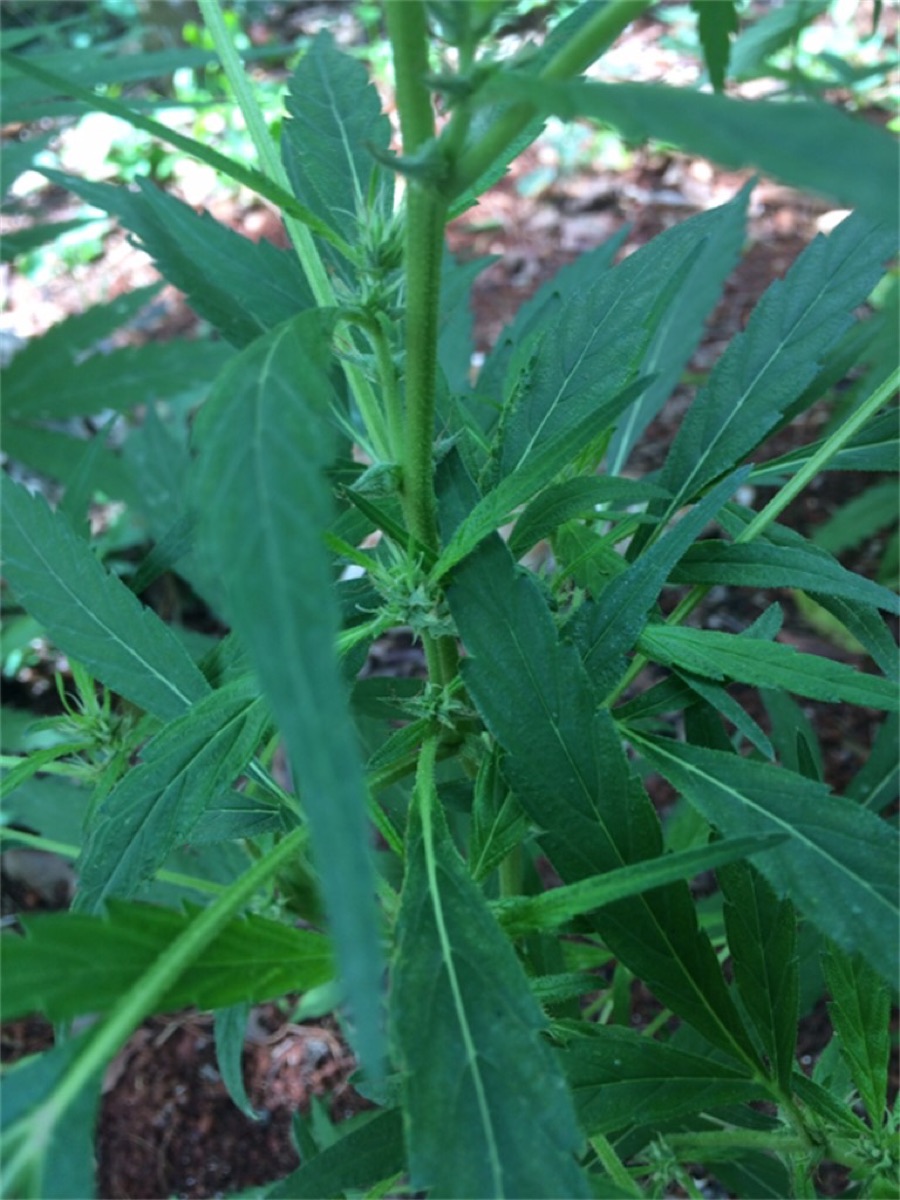 Photo of Jamaican Pearl