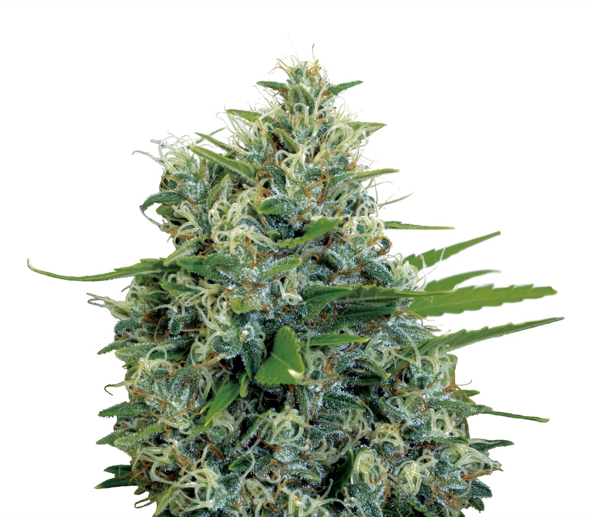 Photo of Kali Bubba