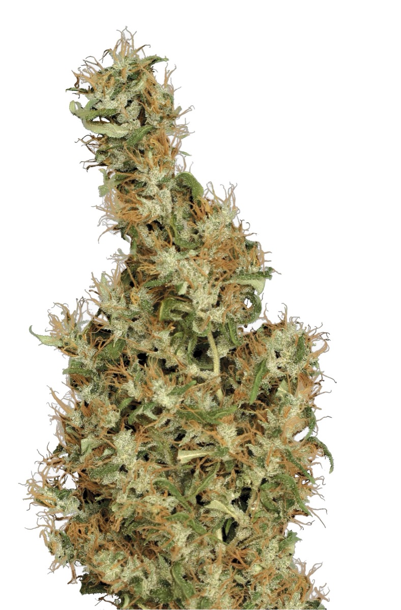 Photo of Kali Mist
