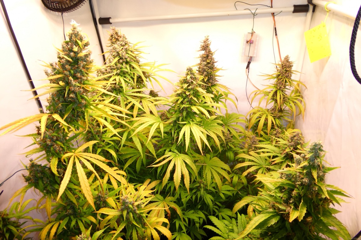 Photo of Kees' Old School Haze