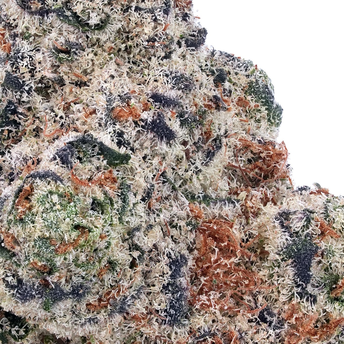 Photo of King Louis XIII