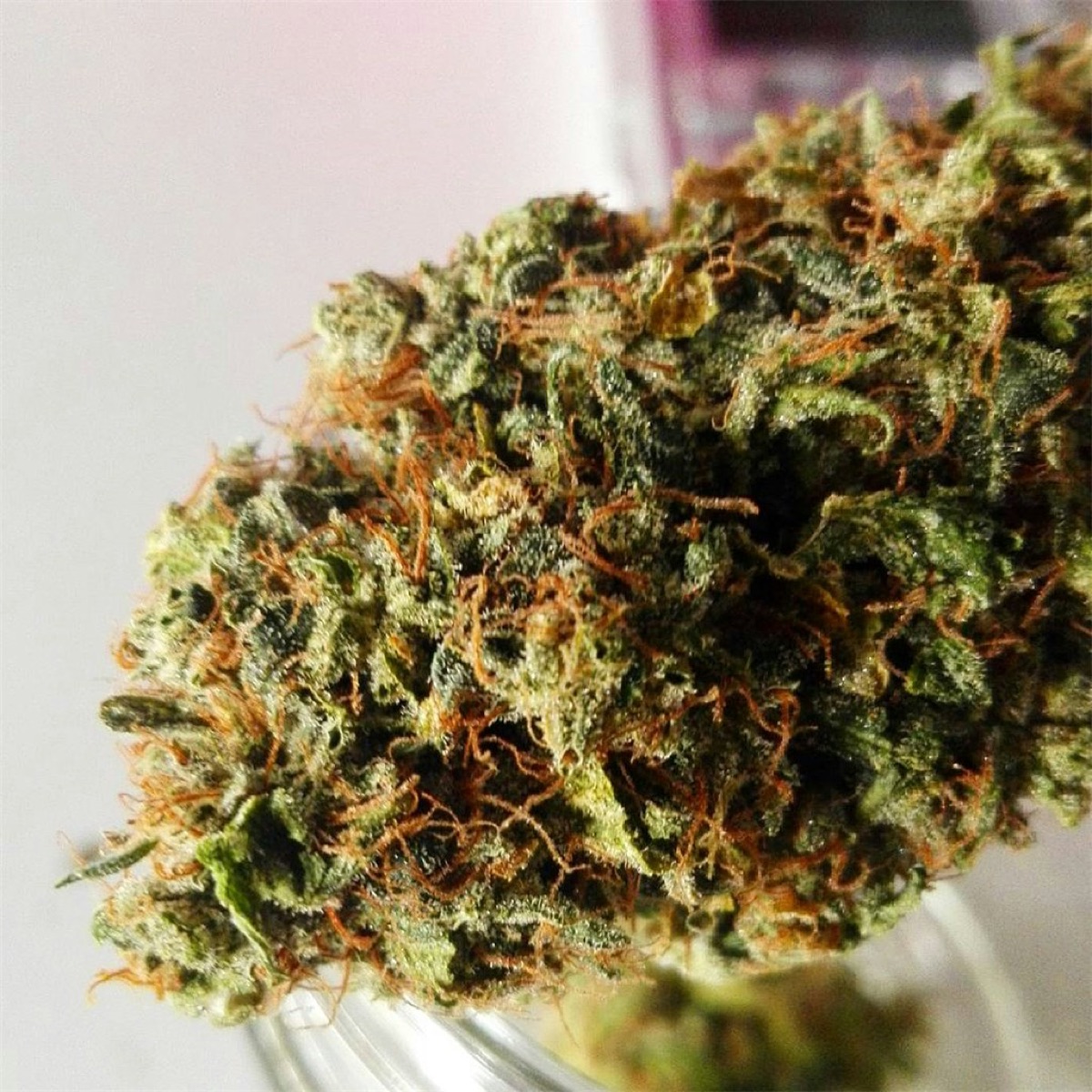 Photo of Kosher Kush