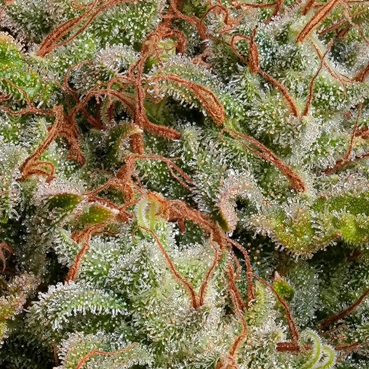 Photo of L.A. Amnesia