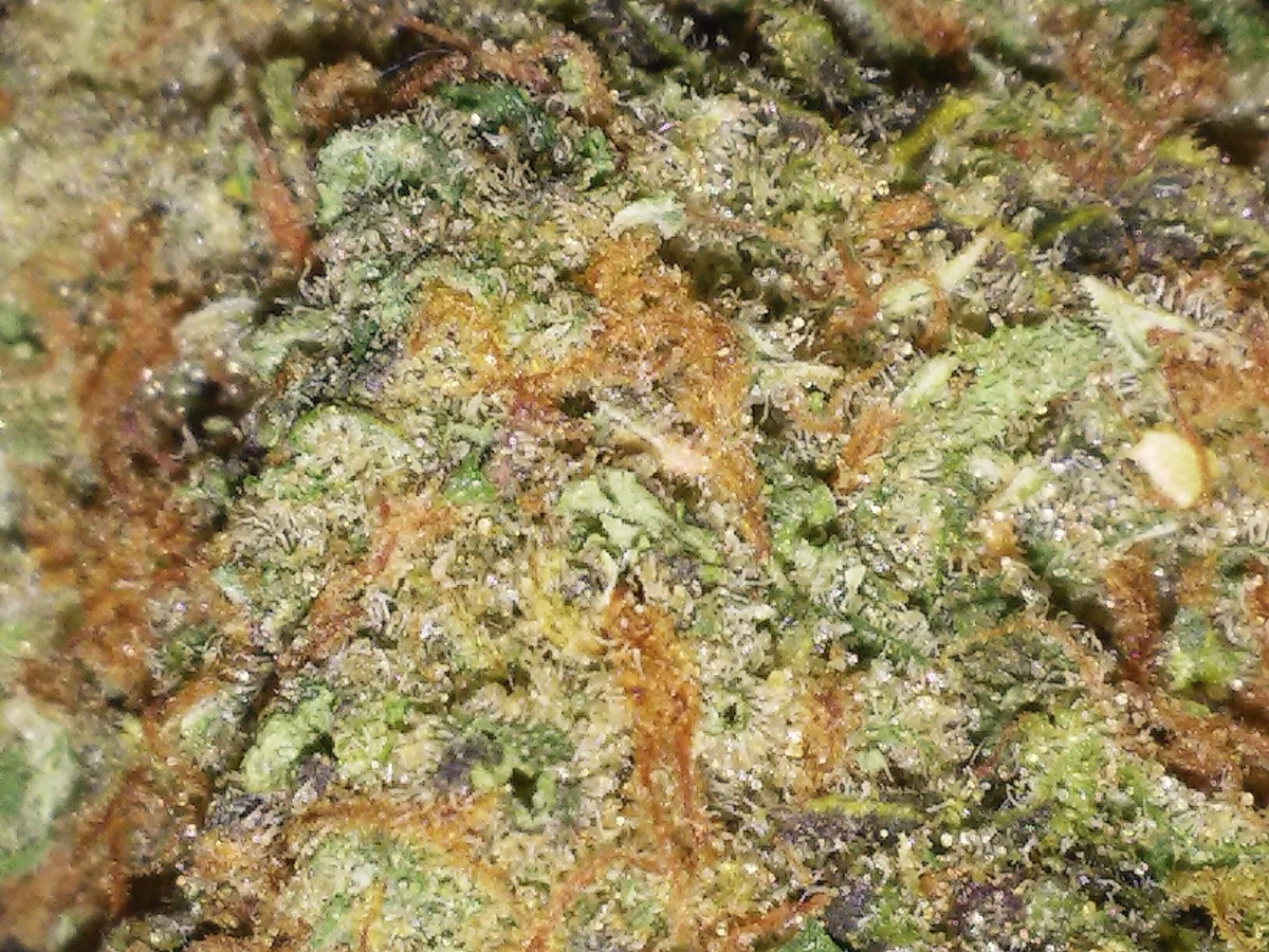Photo of LA OG