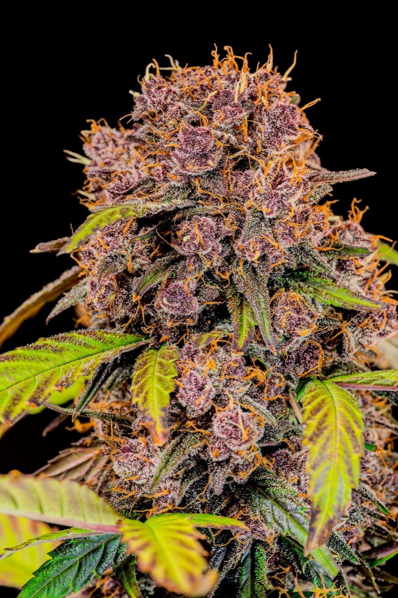 Photo of Lemon Cherry Cookies Auto