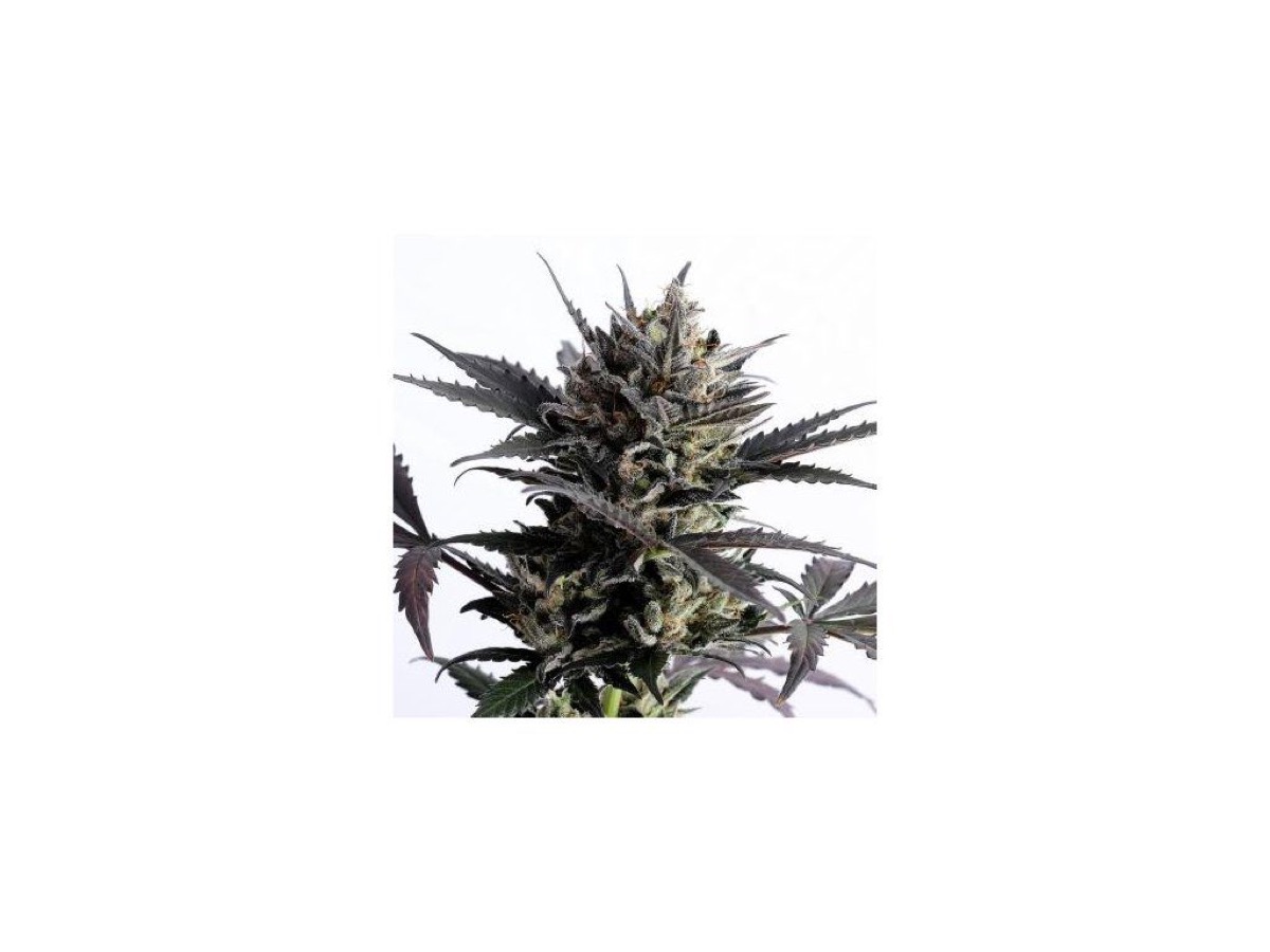Photo of Lemon Haze Auto