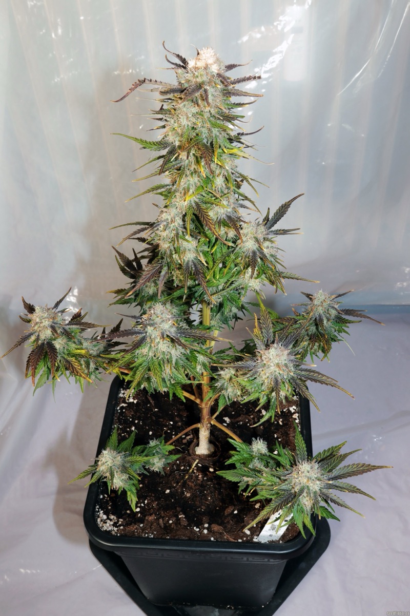 Photo of Lemon Haze