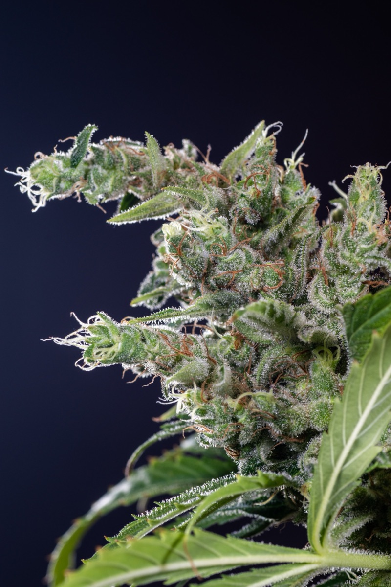 Photo of Lemon Skunk