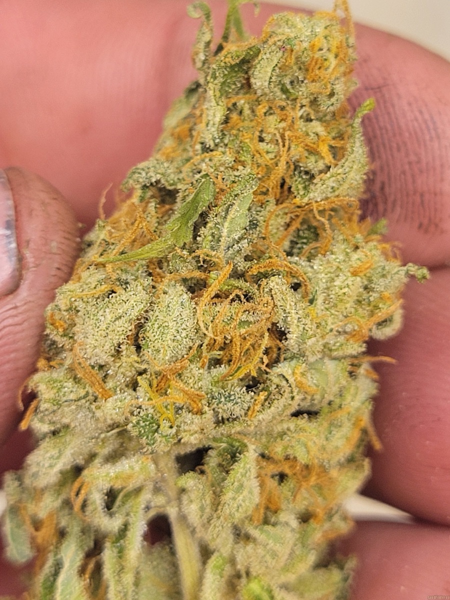 Photo of Lemon Tree