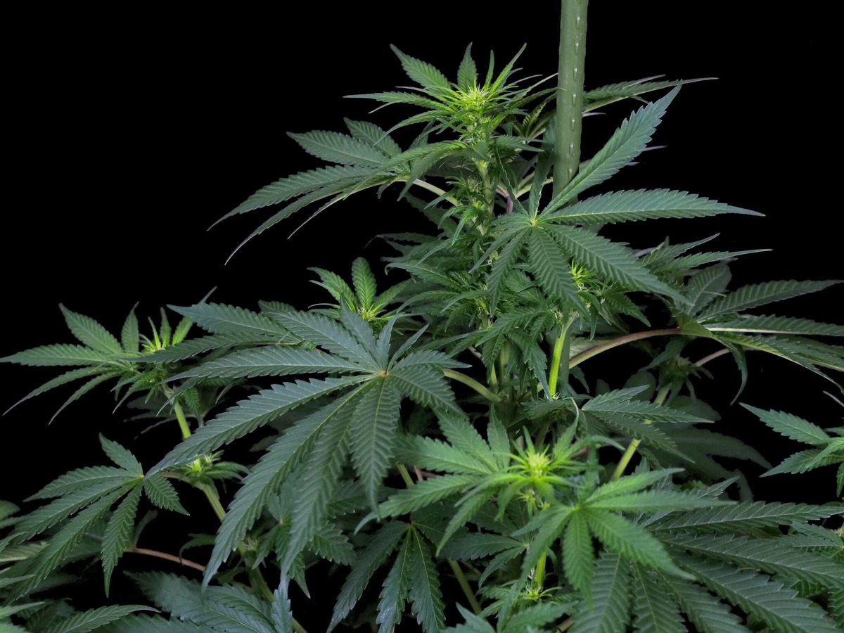 Photo of Lockdown Kush