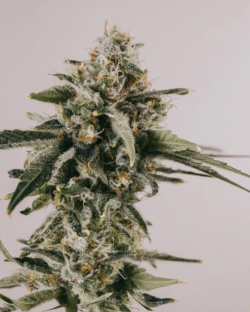 Photo of LSD Auto