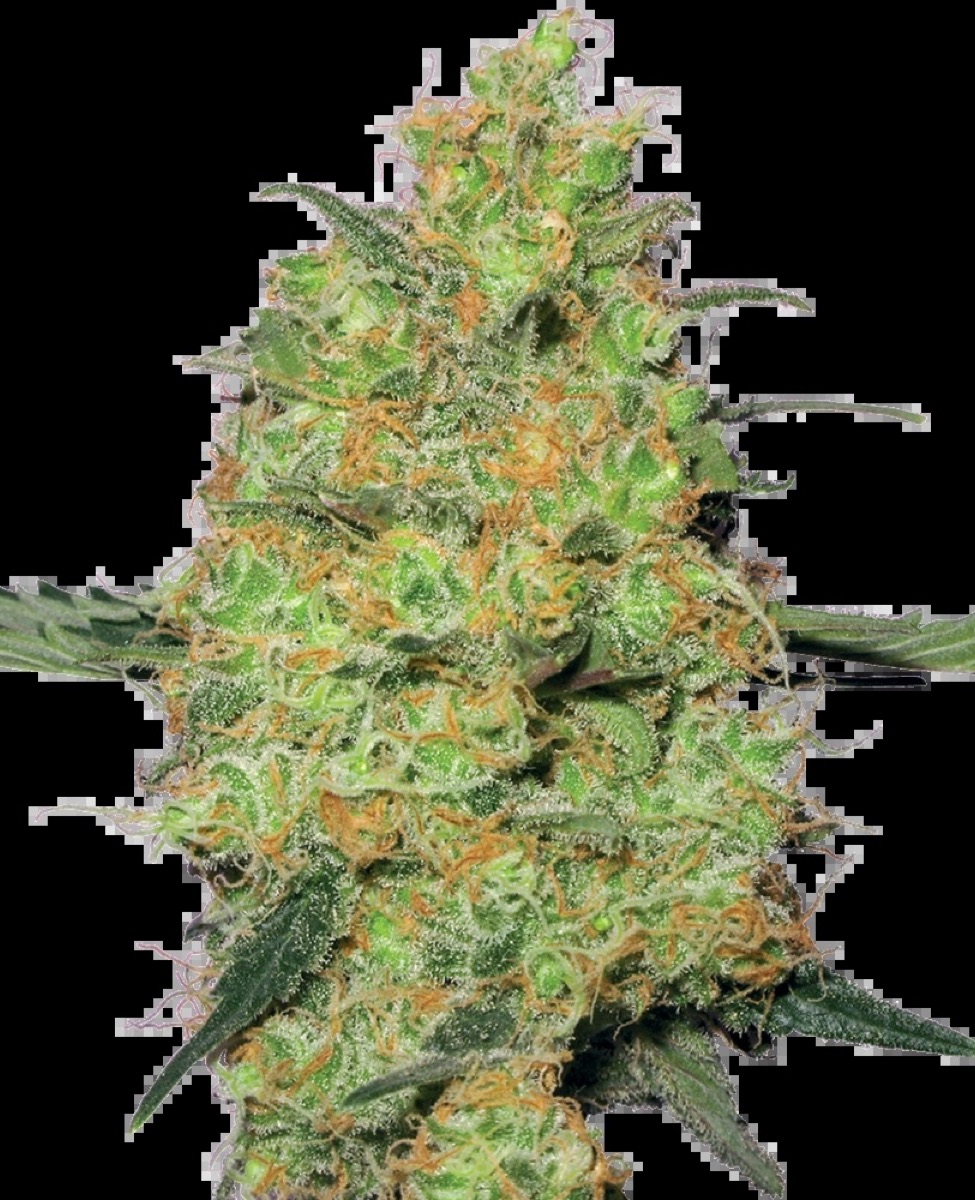 Photo of Master Kush Feminized Seeds by White Label
