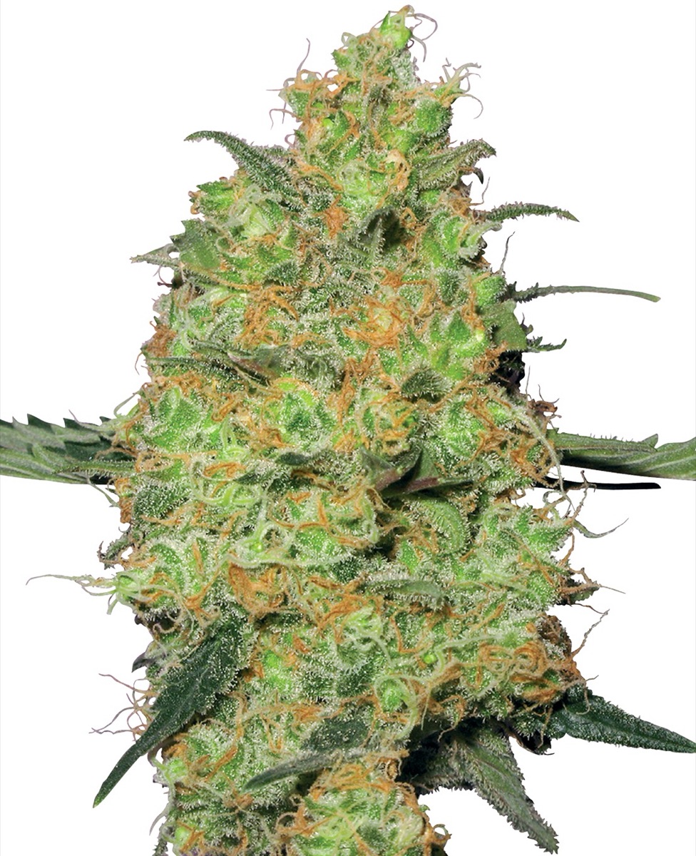 Photo of Master Kush Regular Seeds by White Label
