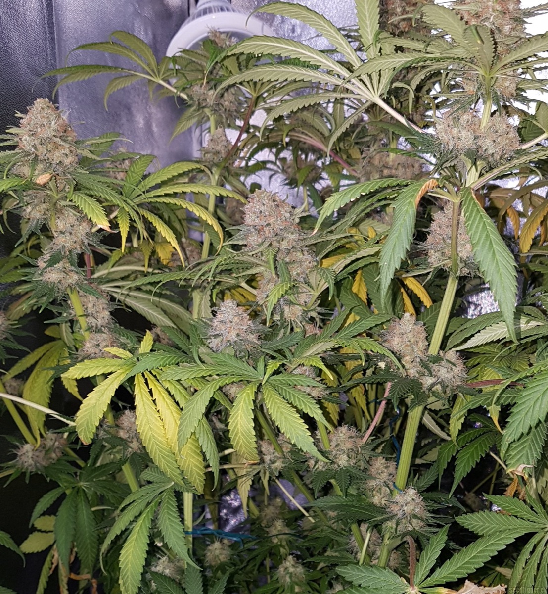 Photo of Master Kush