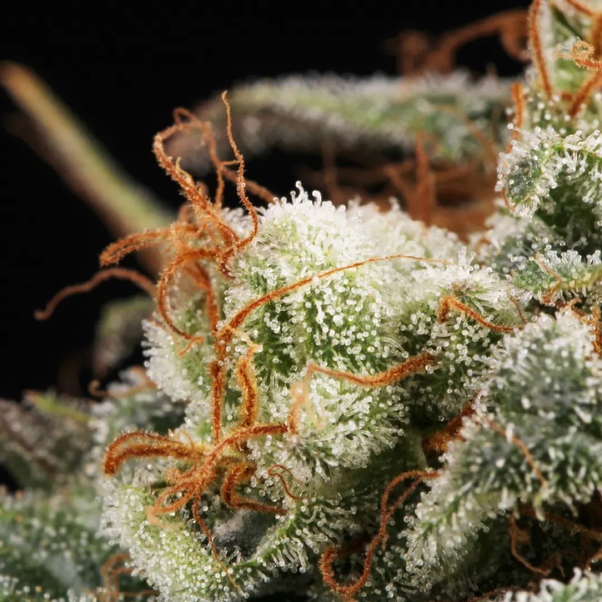 Photo of Mendocino Skunk