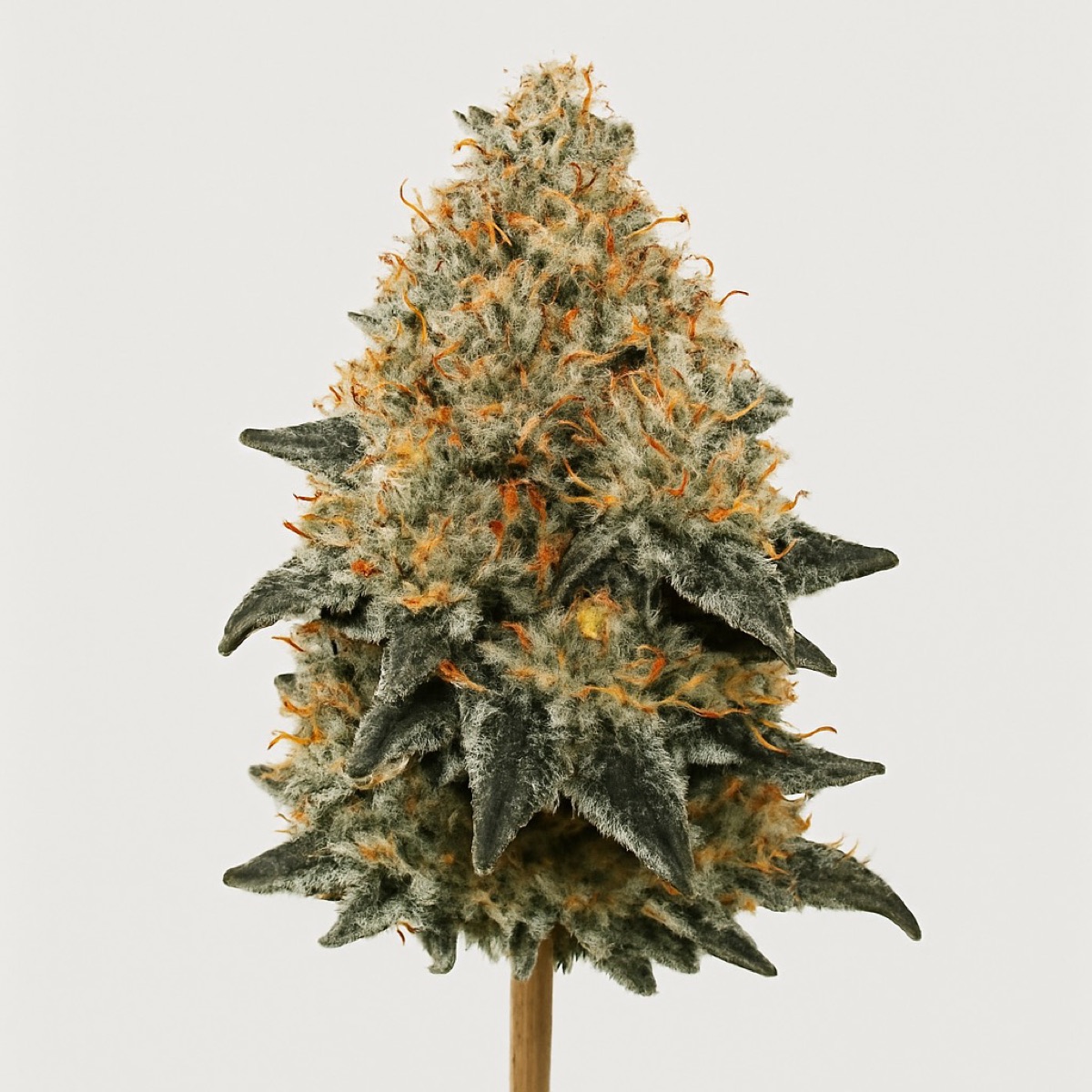 Photo of Mimosa EVO