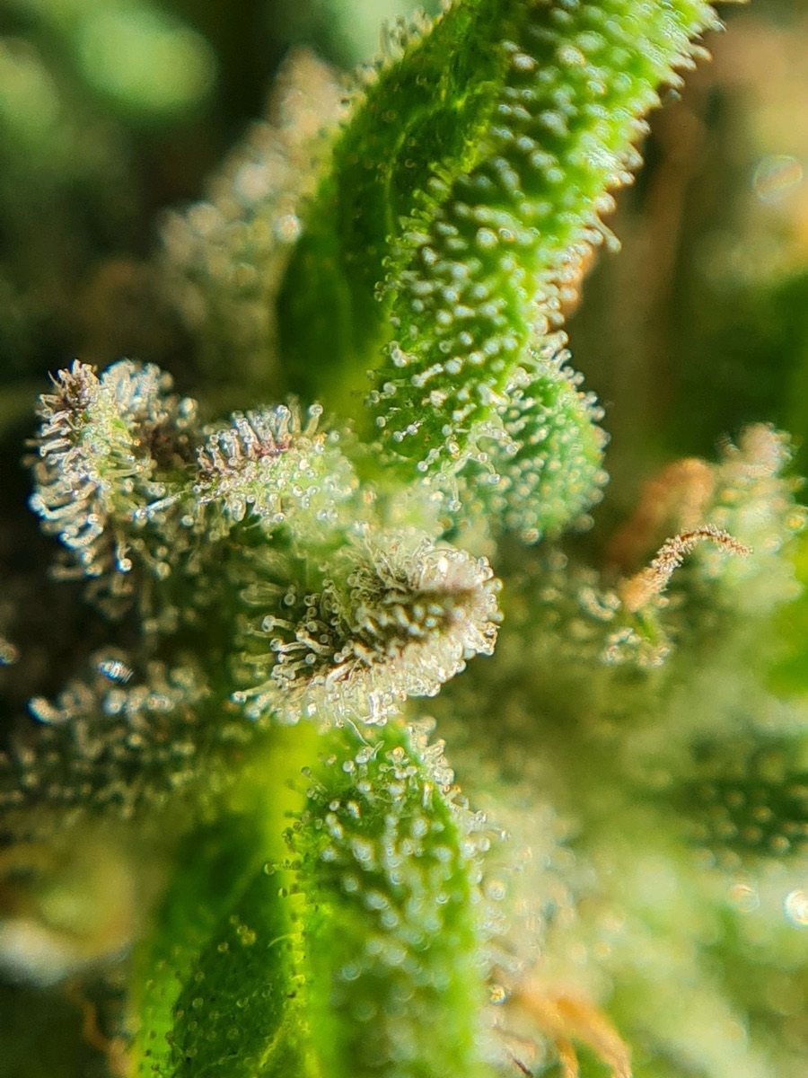 Photo of Mimosa Sunrise XXL