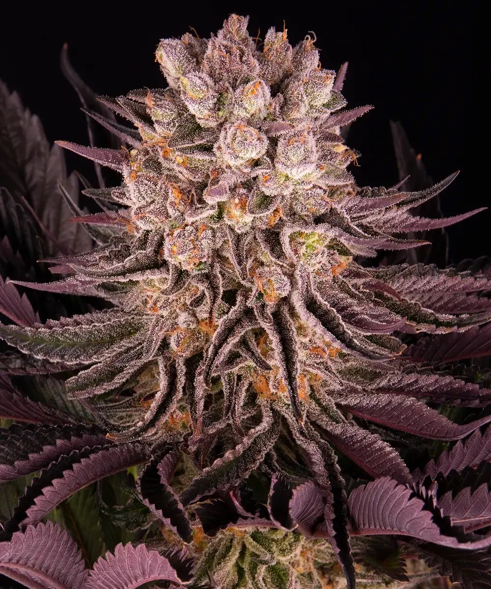 Photo of Mimosa x Orange Punch