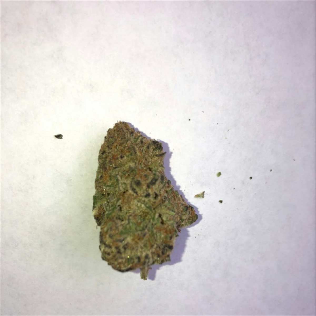 Photo of Mimosa