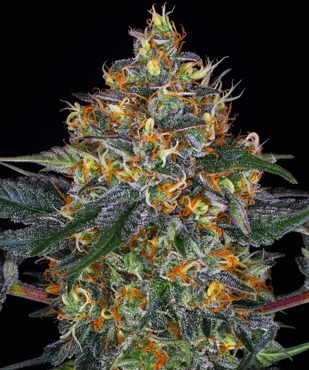 Photo of Moby Dick Auto
