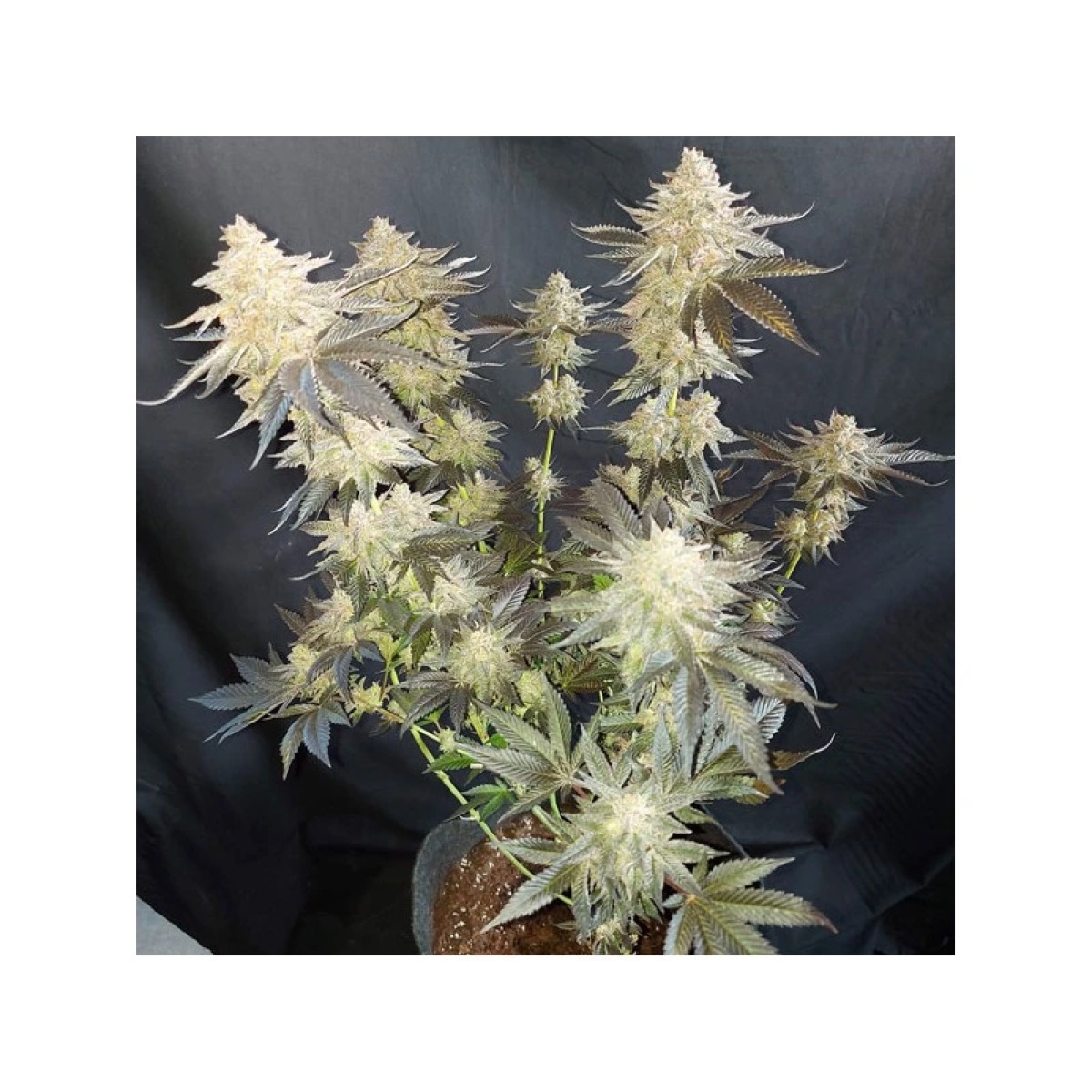 Photo of Mokum’s Tulip