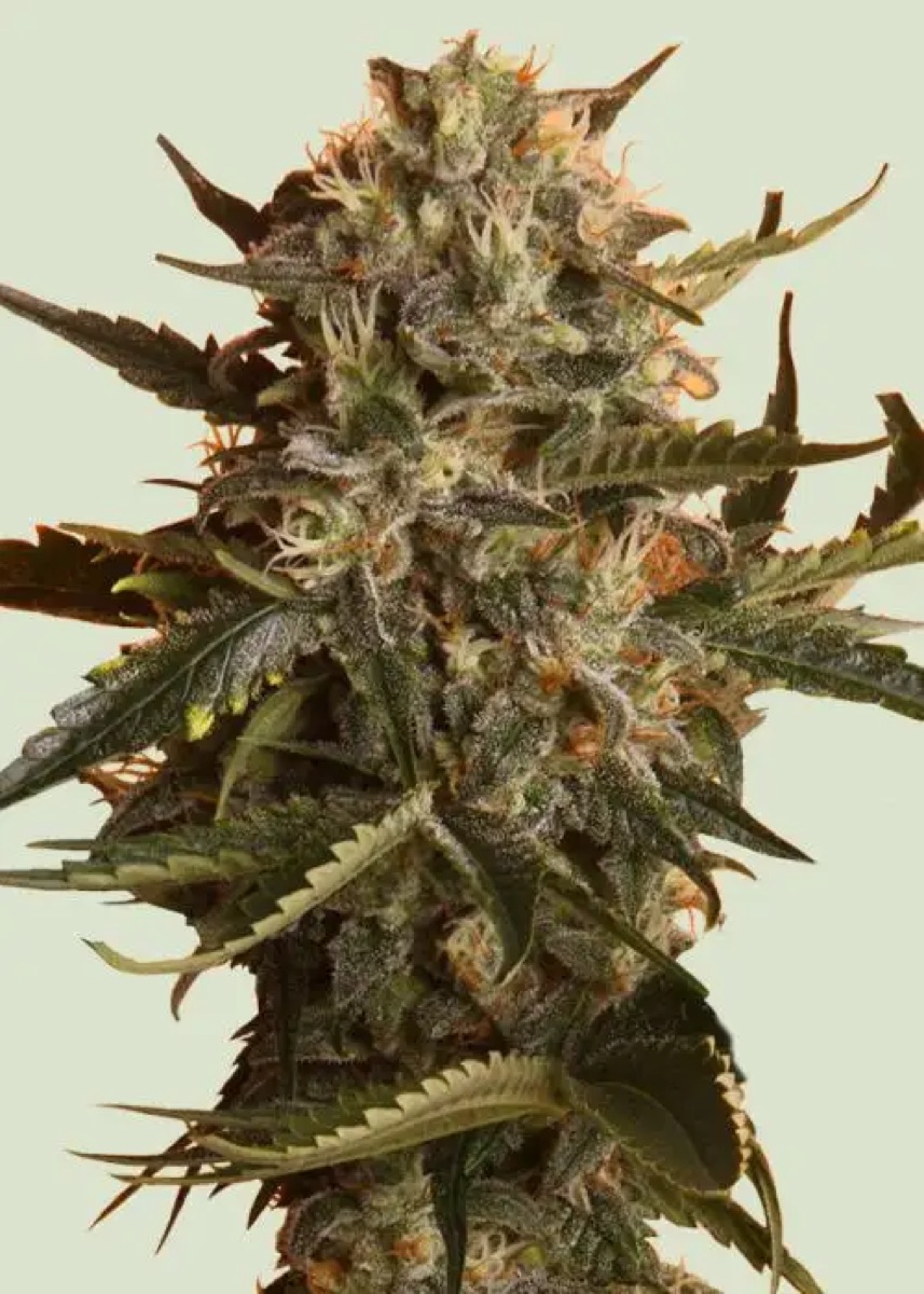 Photo of Mother Gorilla (Formerly Royal Madre)