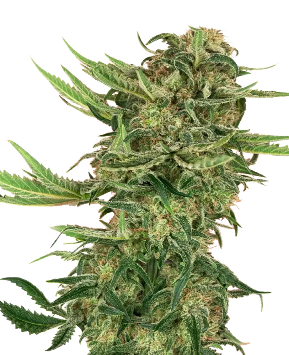 Photo of N13 Kush