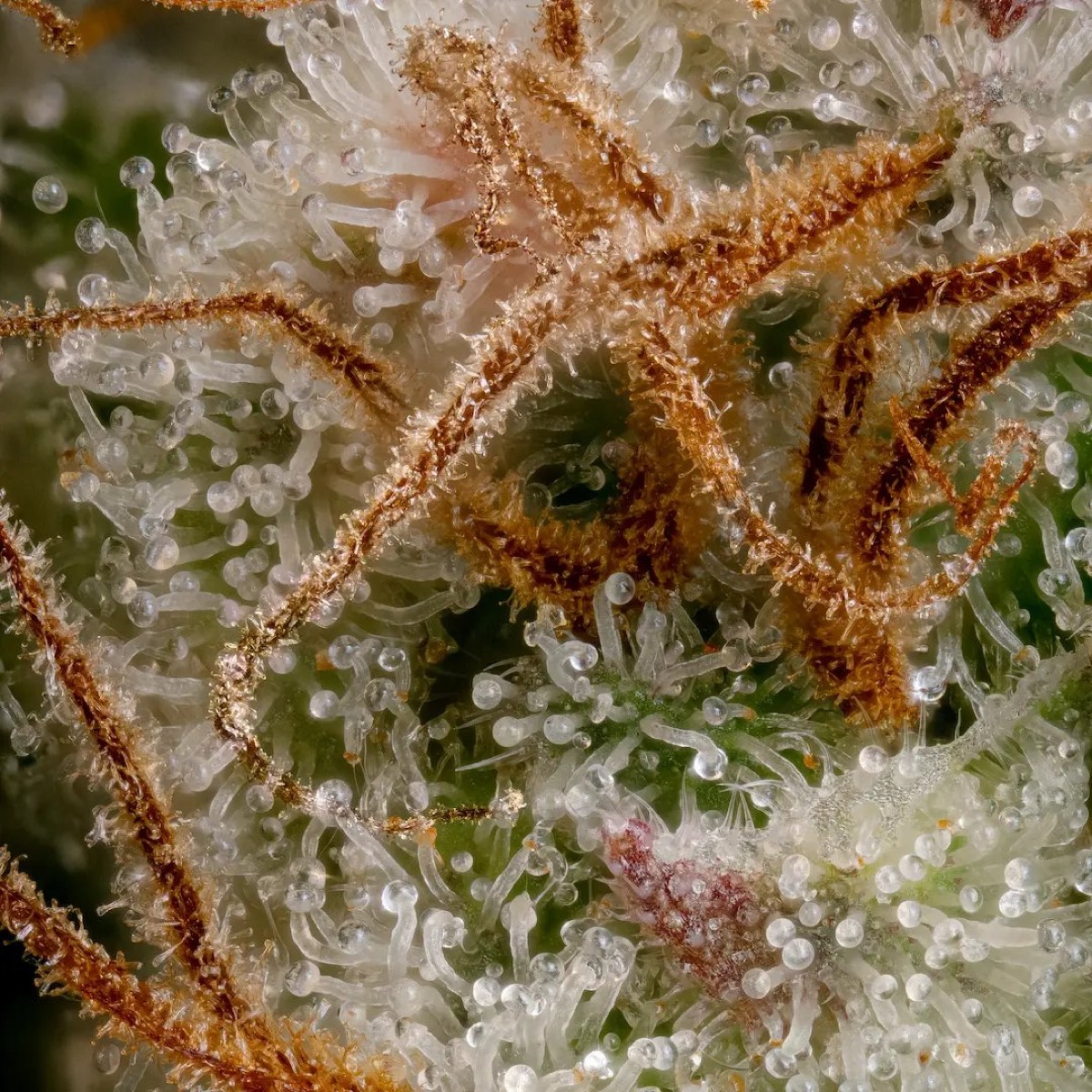 Photo of Nebula