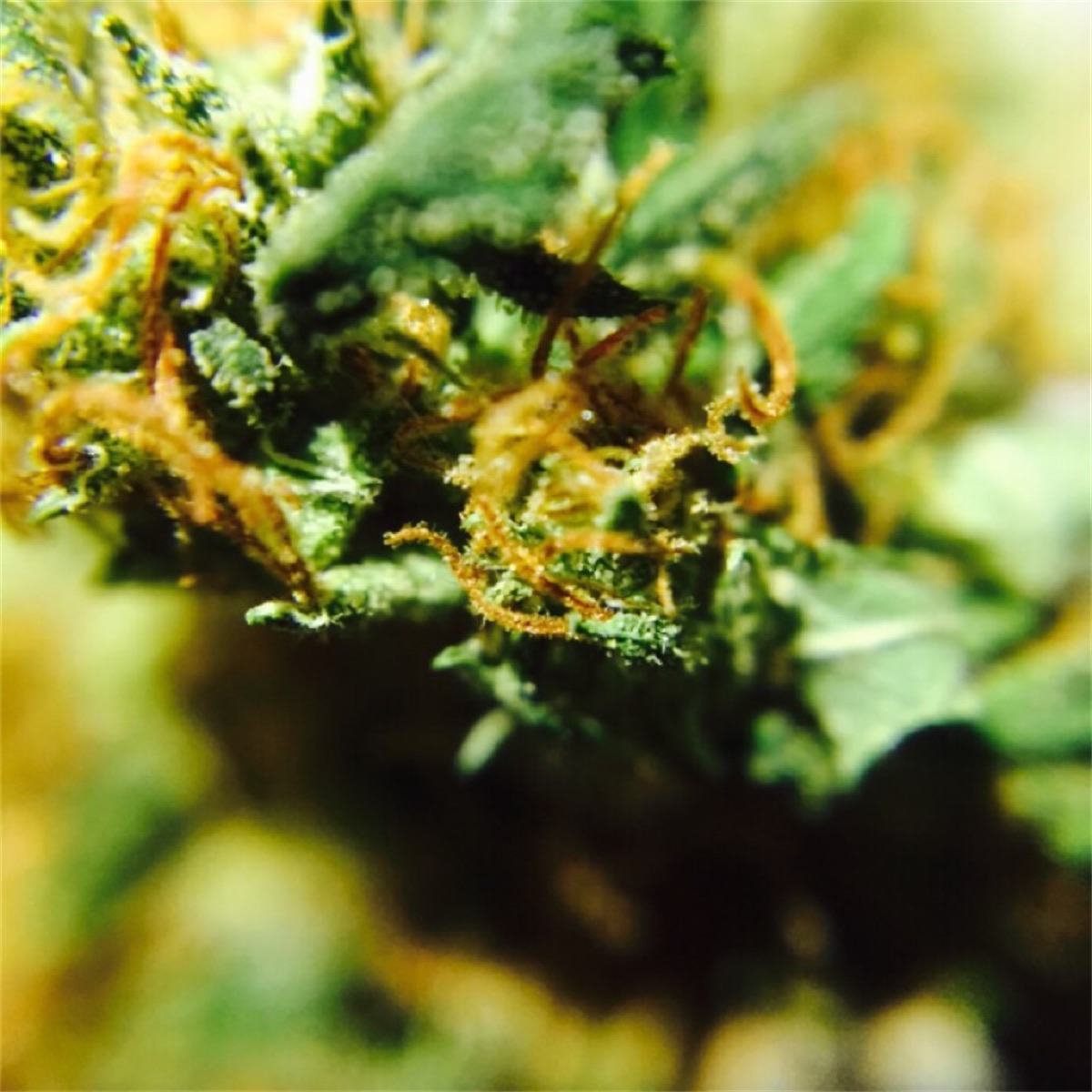 Photo of Neville's Haze