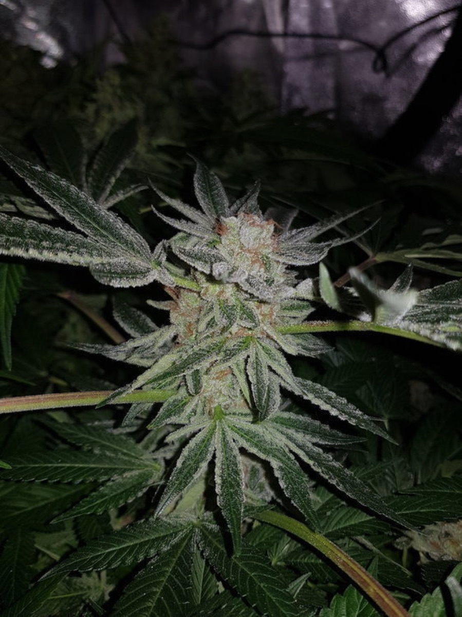 Photo of Nicole Hindu Kush Feminized Seeds by White Label