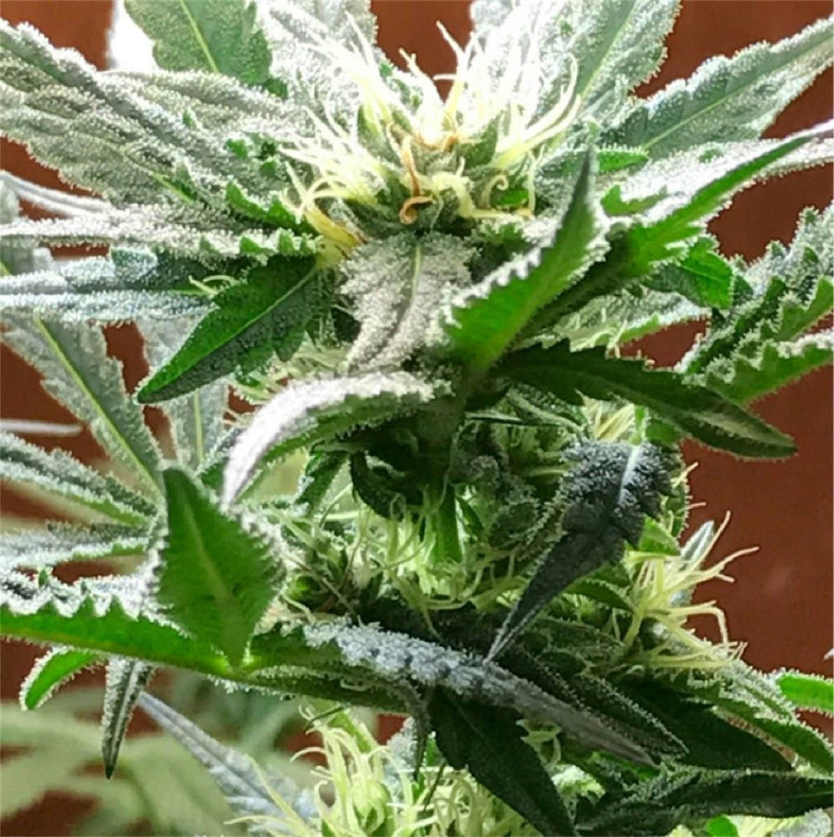 Photo of Northern Light