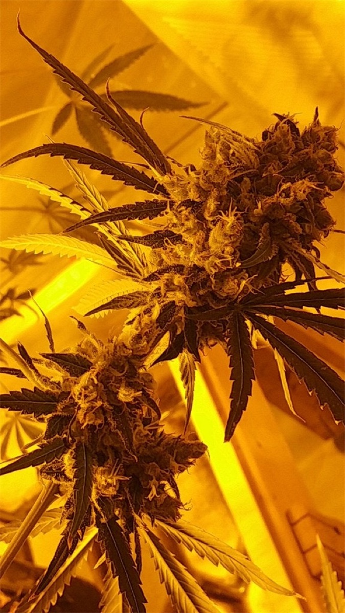 Photo of Northern Lights #5 x Haze