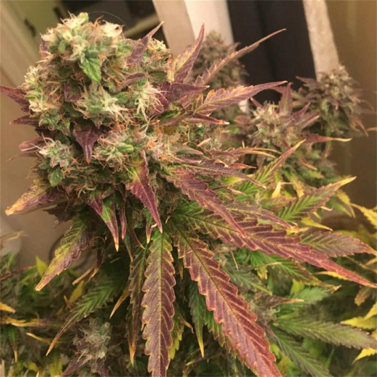 Photo of Northern Lights #5