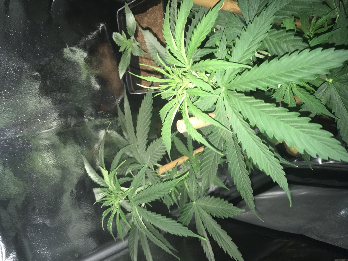 Photo of Northern Lights Automatic Seeds by White Label