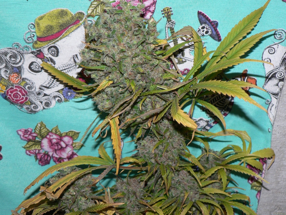 Photo of Oaxacan Gold