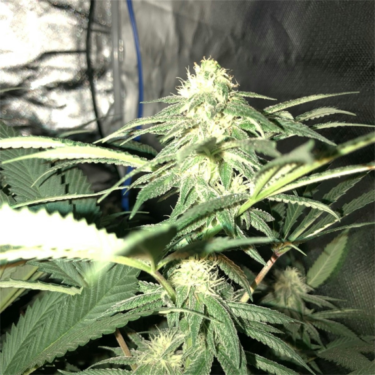 Photo of OG #18