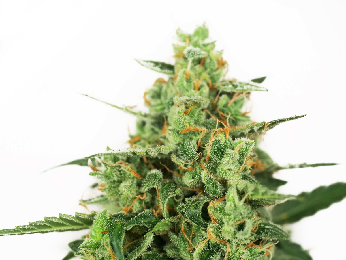 Photo of OG Kush Automatic Seeds by White Label