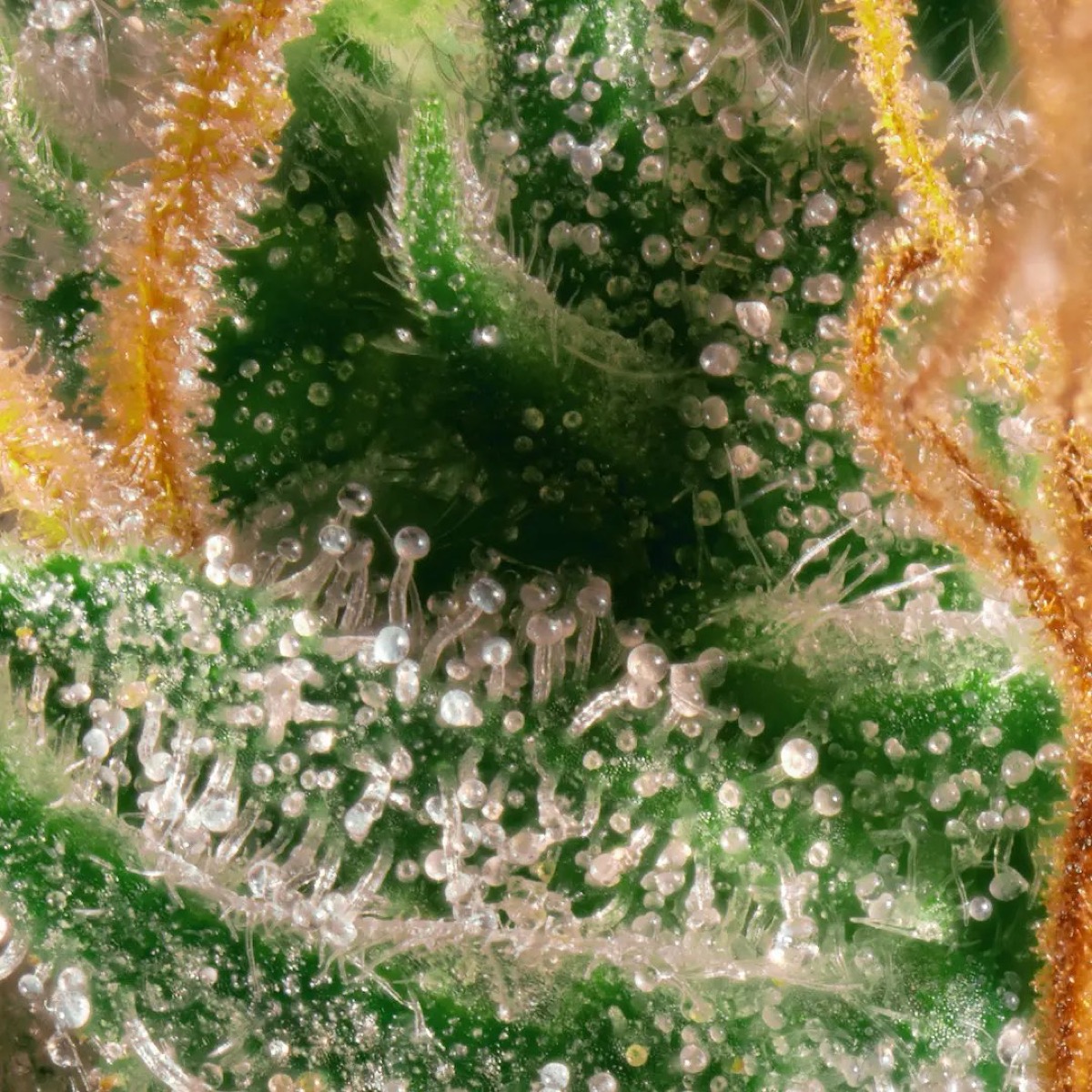 Photo of Opium