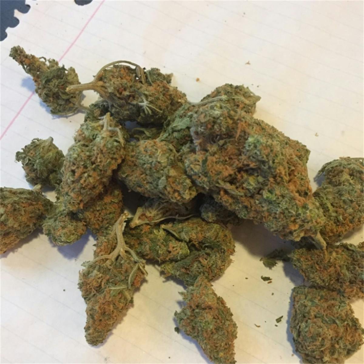 Photo of Orange Bud